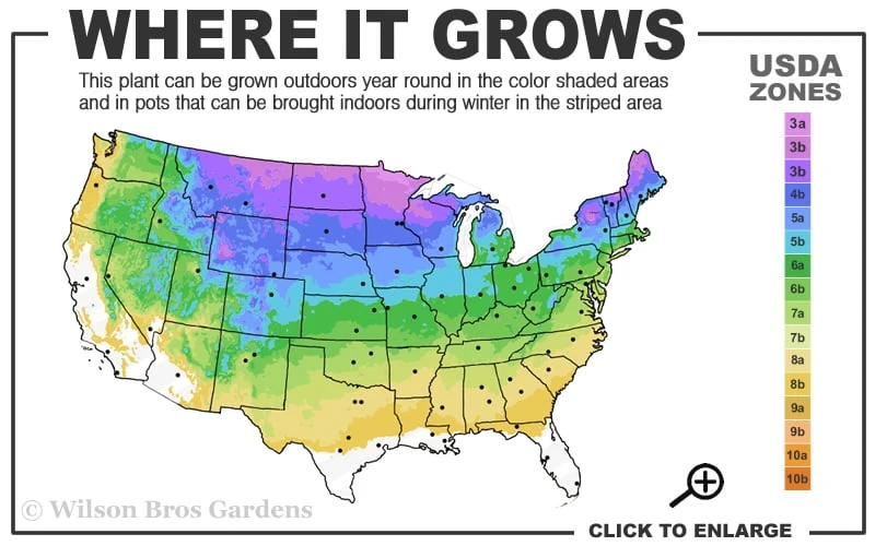 Wiggles Eastern White Pine (Single Trunk Topiary Tree) - 3 Gallon Pot - Image 3