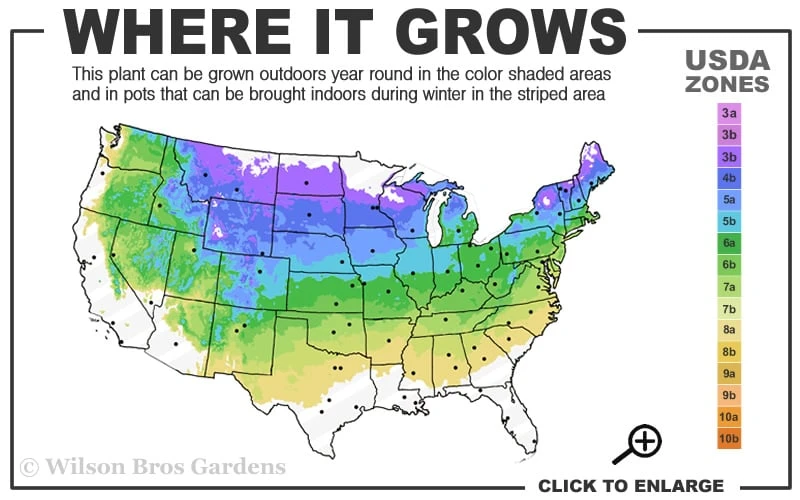 Vanderwolf's Pyramid Limber Pine (Pinus Flexilis) - 1 Gallon Pot - Image 3