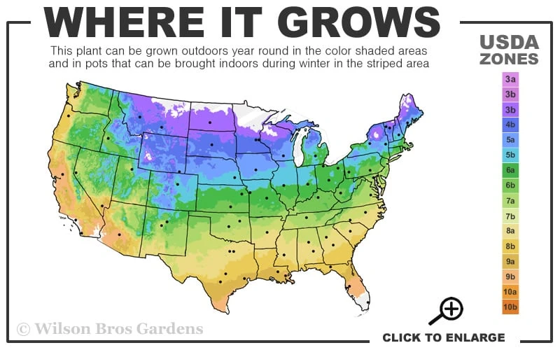 Southern Crabapple (Malus Angustifolia) - 1 Gallon Pot - Image 3