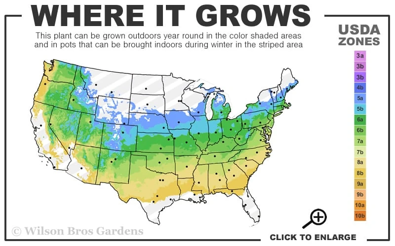 Highlights Arborvitae Thuja Janed Gold - 3 Gallon Pot - Image 3