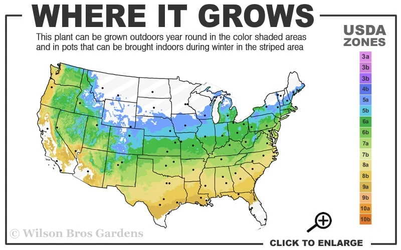 Jubilee Southern Highbush Blueberry - 3 Gallon Pot - Image 3