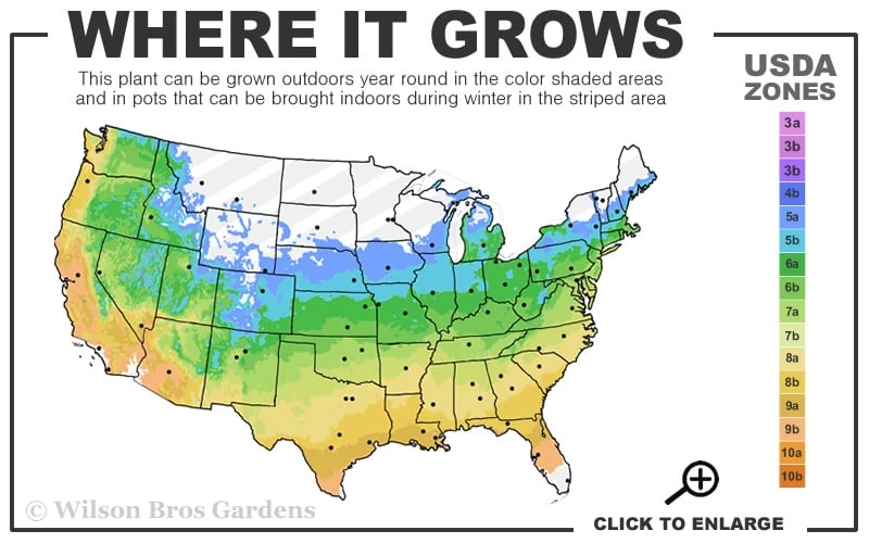 Brindabella First Lady Shrub Rose - 3 Gallon Pot - Image 3