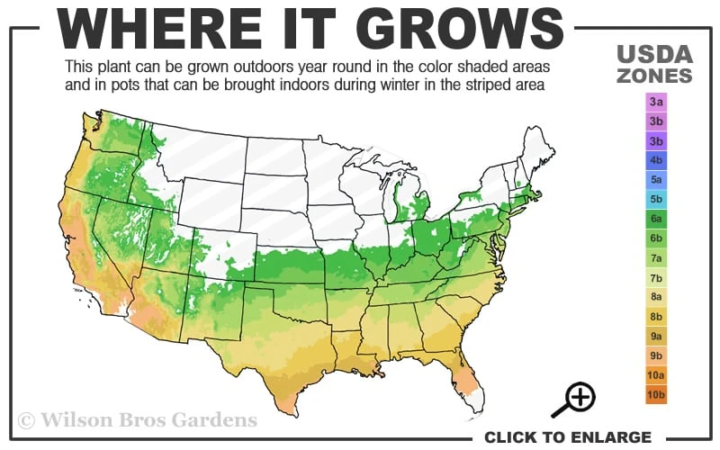Lady Banks Yellow Rose - 1 Gallon Pot - Image 3