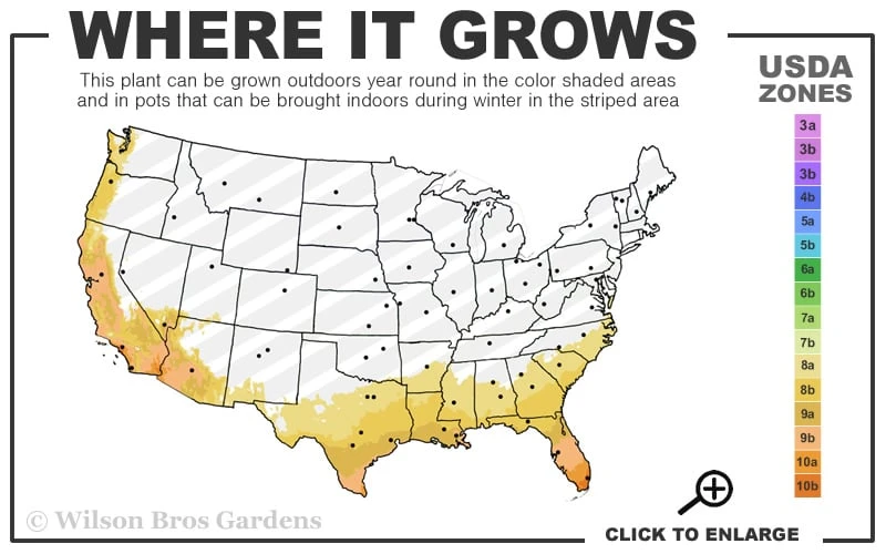 Fatsia Japonica (Japanese Aralia / Glossy Paper Plant) - 7 Gallon Pot (2-3') - Image 3