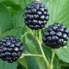 Natchez Thornless Blackberry - 3 Gallon Pot