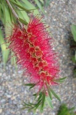 Semmes Cold Hardy Red Bottlebrush - Callistemon - 3 Gallon Pot