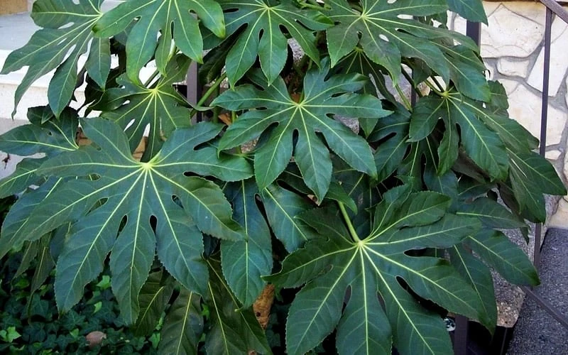 Fatsia Japonica (Japanese Aralia / Glossy Paper Plant) - 7 Gallon Pot (2-3') - Image 6