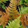 Autumn Fern - Dryopteris Erythrosora - 6 Pack Of 1 Gallon Pots