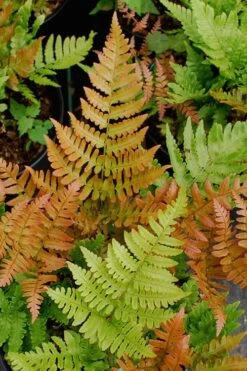 Autumn Fern - Dryopteris Erythrosora - 6 Pack Of 1 Gallon Pots