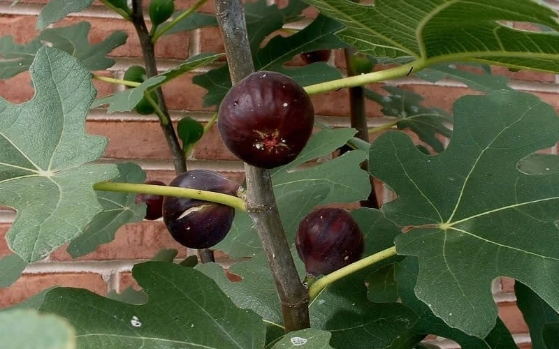 Chicago Cold Hardy Fig Tree - 5 Gallon Pot - Image 4
