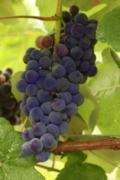 Mars Seedless Grape - 2 Gallon Pot