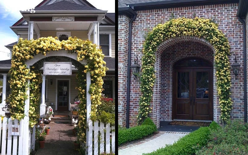 Lady Banks Yellow Rose - 1 Gallon Pot - Image 6