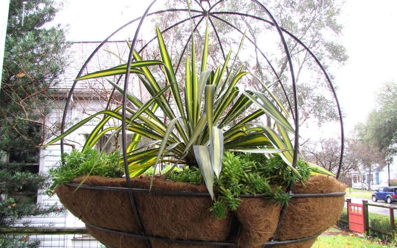 Color Guard Yucca - 1 Gallon Pot - Image 7