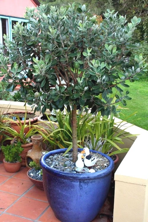 Pineapple Guava - Feijoa Sellowiana - 3 Gallon Pot - Image 6