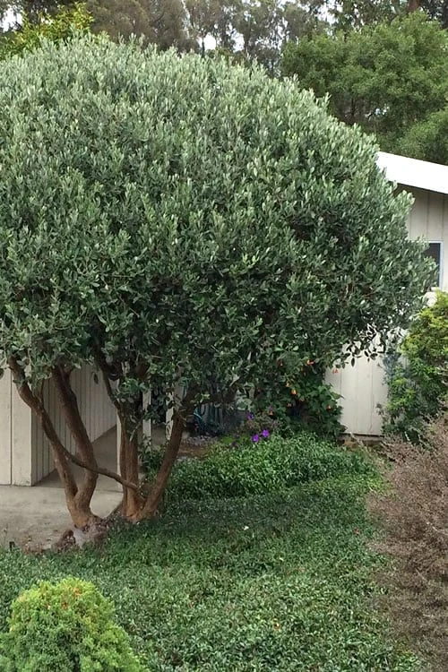 Pineapple Guava - Feijoa Sellowiana - 3 Gallon Pot - Image 5