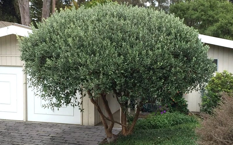 Pineapple Guava - Feijoa Sellowiana - 3 Gallon Pot - Image 8