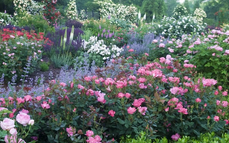 Pink Knock Out Rose - 3 Gallon Pot - Image 6