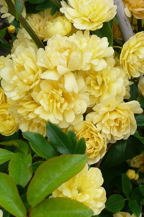 Lady Banks Yellow Rose - 1 Gallon Pot - Image 7