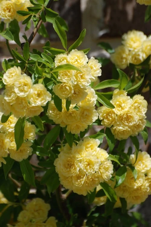 Lady Banks Yellow Rose - 1 Gallon Pot - Image 5