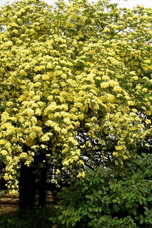 Lady Banks Yellow Rose - 1 Gallon Pot - Image 4