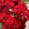 Linda Campbell Hybrid Rugosa Rose - 3 Gallon Pot