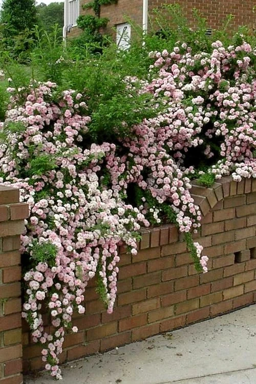 Petite Pink Scotch Miniature Rose - 1 Gallon Pot - Image 6