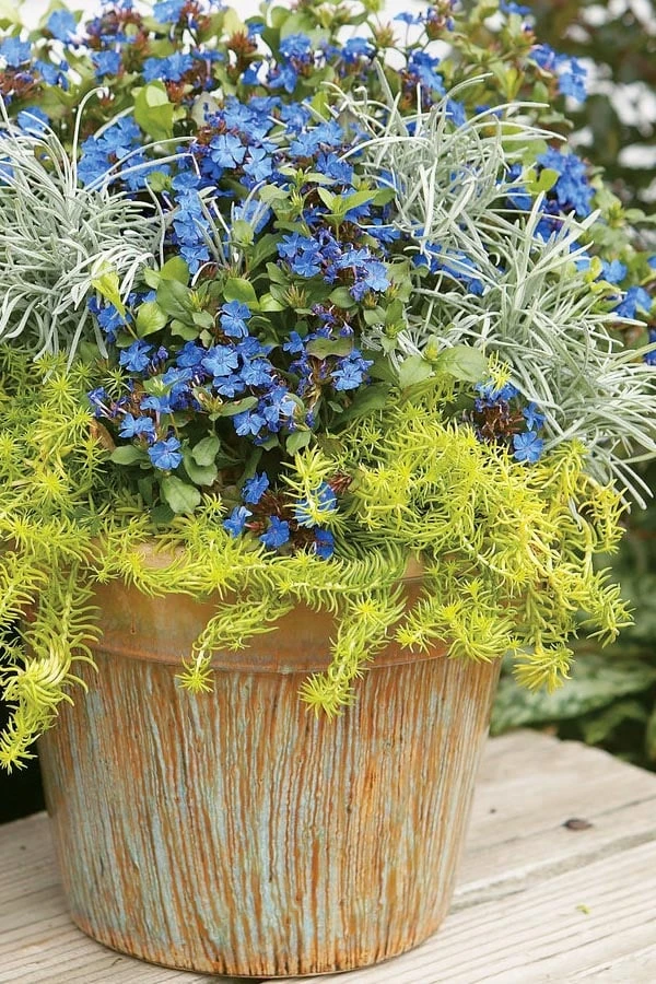 Angelina Sedum - 5 Pack Of 4" Pots - Image 9