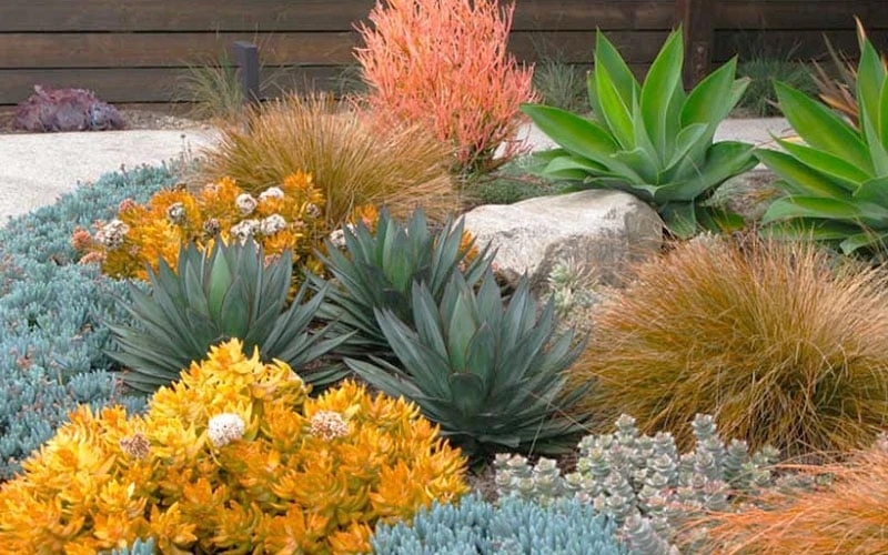 Angelina Sedum - 5 Pack Of 4" Pots - Image 4