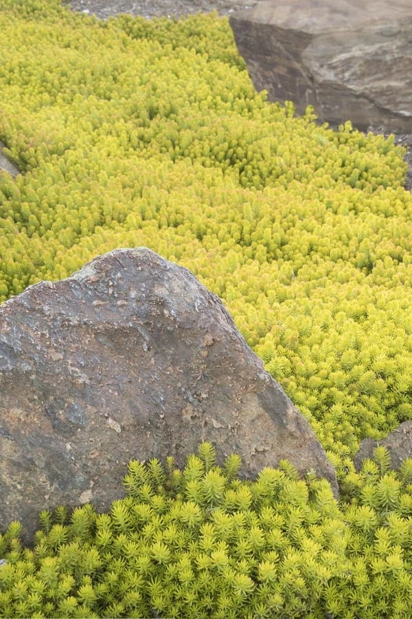 Angelina Sedum - 5 Pack Of 4" Pots - Image 8