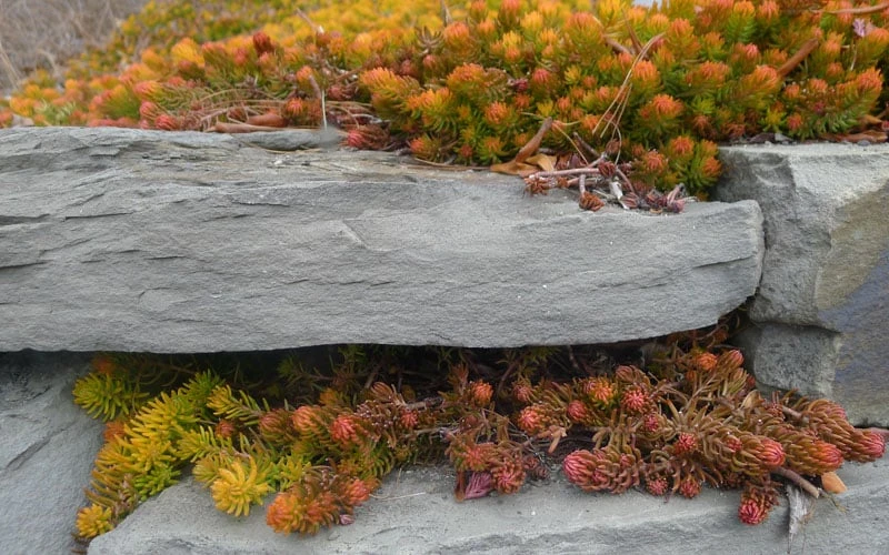 Angelina Sedum - 5 Pack Of 4" Pots - Image 7