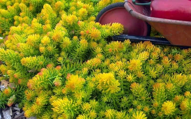 Angelina Sedum - 5 Pack Of 4" Pots - Image 6