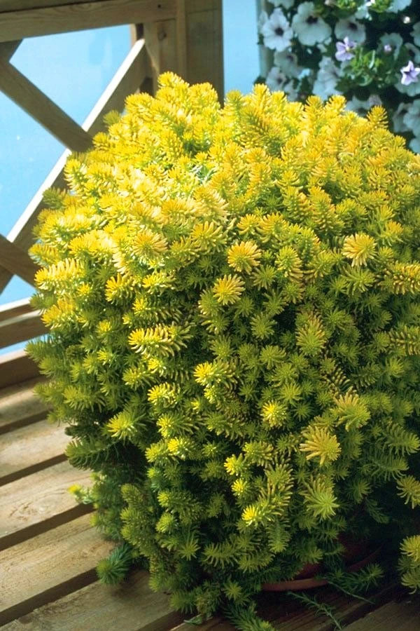 Angelina Sedum - 5 Pack Of 4" Pots - Image 5