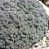 Tiny Buttons Sedum Hispanicum - 10 Pack Of Pint Pots