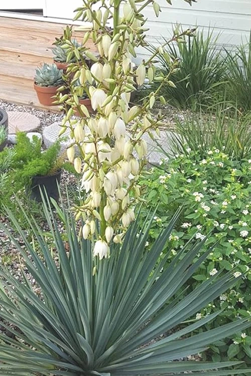 Blue Sentry Yucca - 1 Gallon Pot - Image 5