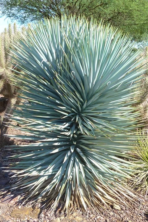 Blue Sentry Yucca - 1 Gallon Pot