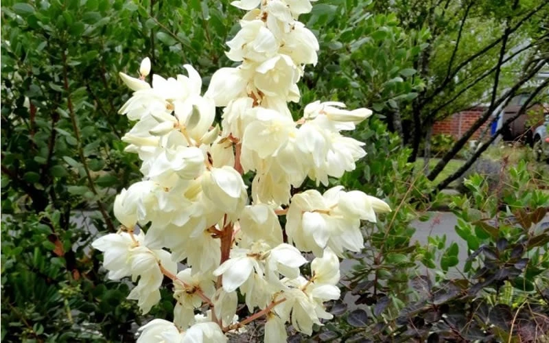 Color Guard Yucca - 6 Pack Of 1 Gallon Pots - Image 6