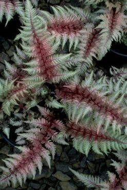 Regal Red Japanese Painted Fern - 5 Pack Of Quart Pots