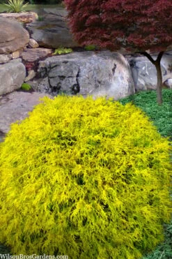 King's Gold Sawara False Cypress - 3 Gallon Pot