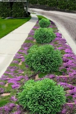 Dragon Prince Cryptomeria - 3 Gallon Pot