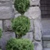 Poodle Tier Dwarf Alberta Spruce 3 Ball Topiary (3-Ball) - 3 Gallon Pot