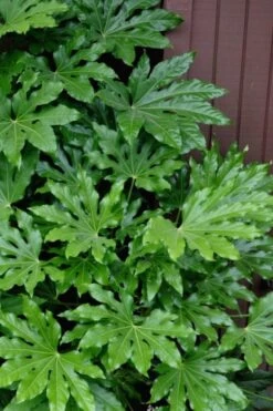 Fatsia Japonica - Japanese Aralia - Glossy Paper Plant - 1 Gallon Pot