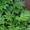 Fatsia Japonica - Japanese Aralia - Glossy Paper Plant - 3 Gallon Pot