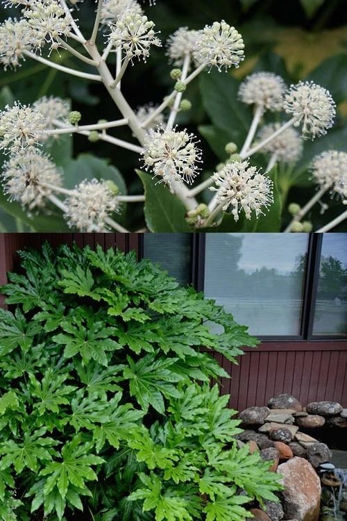 Fatsia Japonica (Japanese Aralia / Glossy Paper Plant) - 7 Gallon Pot (2-3') - Image 4