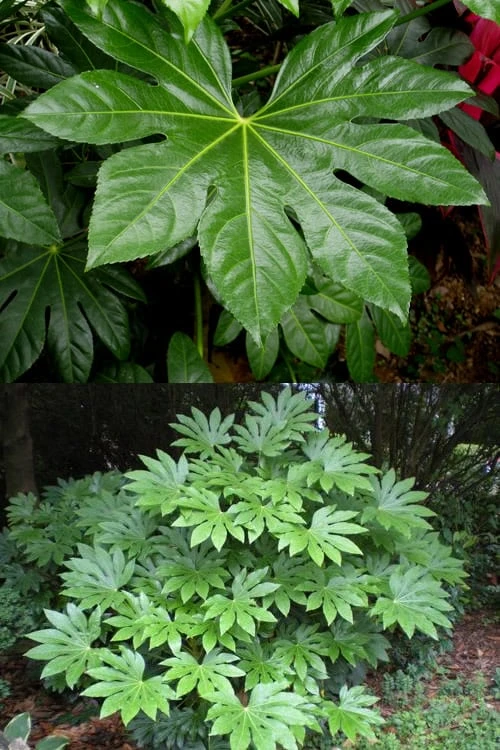 Fatsia Japonica (Japanese Aralia / Glossy Paper Plant) - 7 Gallon Pot (2-3') - Image 5
