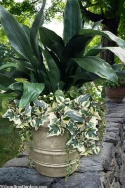 Variegated Algerian Ivy (Hedera Algeriensis 'Gloire De Marengo') - 5 Pack Of Pint Pots