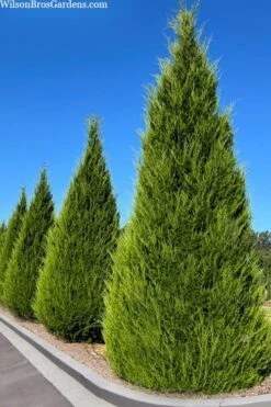 Brodie Eastern Red Cedar - 7 Gallon Pot (3-4')