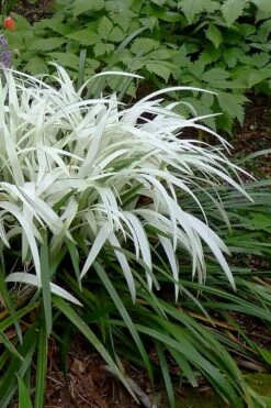 Okina Liriope (Frosted Monkey Grass) - 6 Pack Of 1 Gallon Pots