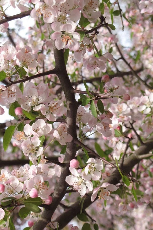 Southern Crabapple (Malus Angustifolia) - 1 Gallon Pot - Image 6