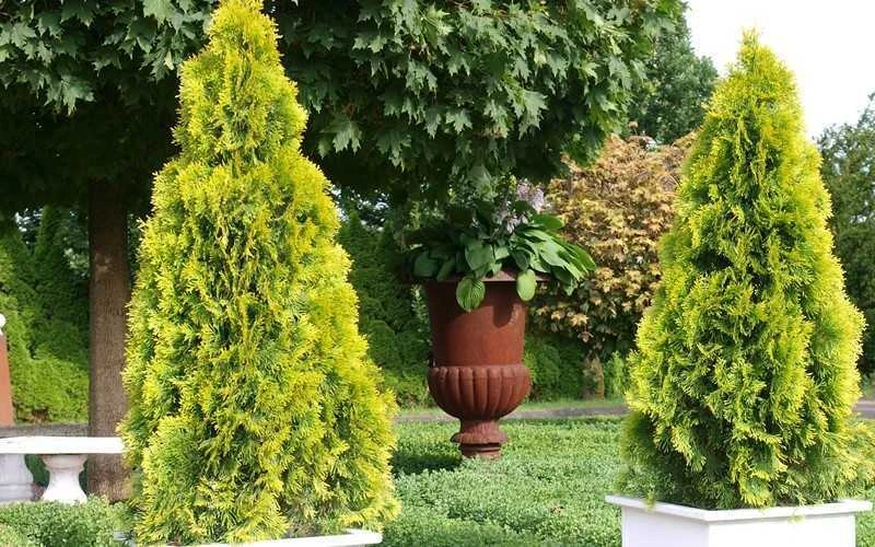 Highlights Arborvitae Thuja Janed Gold - 3 Gallon Pot - Image 5