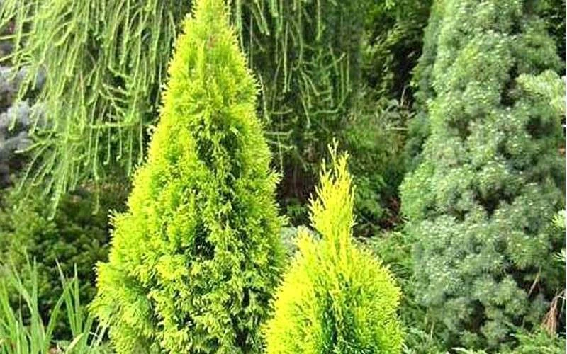 Highlights Arborvitae Thuja Janed Gold - 3 Gallon Pot - Image 4